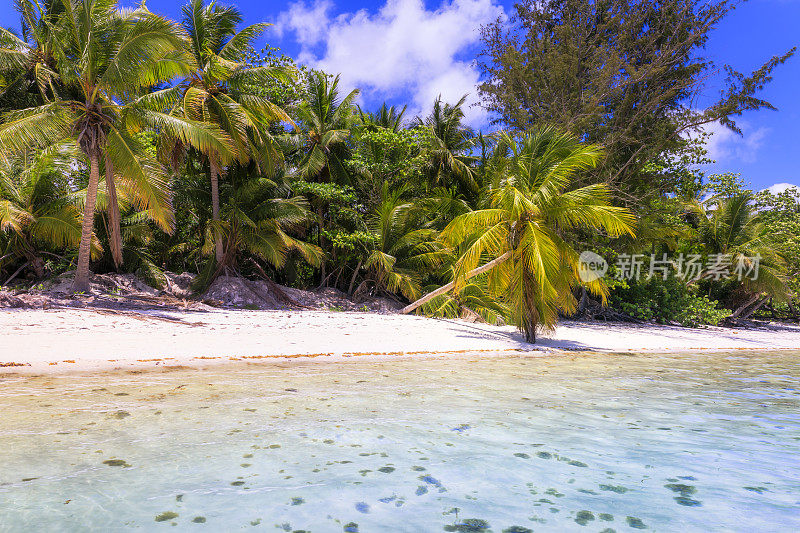 热带天堂:沙滩和游艇- Saona岛，加勒比海